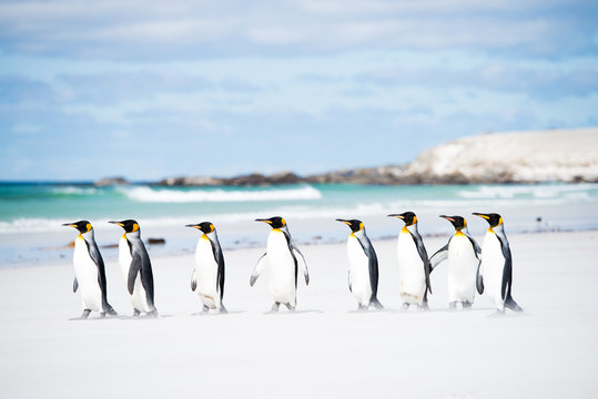 フォークランドのキングペンギン