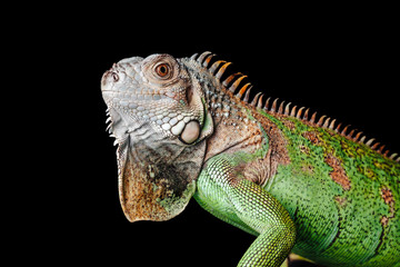 iguana on black background