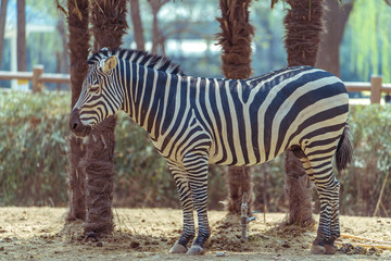 Side of a zebra
