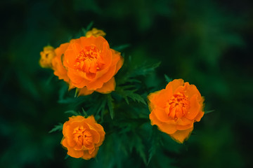 Three Trollius Asiaticus with copy space on greenery. Beautiful orange flowers of globeflower close up.