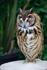 ウサギフクロウ