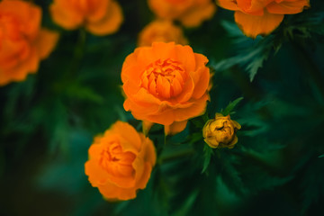 Group of Trollius Asiaticus with copy space on greenery. Beautiful orange flowers of globeflower close up.