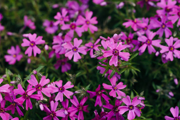 Phlox Subulata Purple Beauty grow on green background close up. Many beautiful small flowers in macro. Backdrop of group from violet blooming plants on greenery.