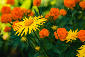 Beautiful arnica close up grow on background of warm globeflowers with copy space. Bright yellow fresh plants with orange center in macro on green and fairy background. Medicinal plants.