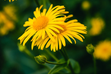 Two beautiful arnica grow in contact close up. Bright yellow fresh flowers with orange center on...