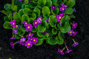 Beautiful violet flowers of primula with juicy green leaves grow in ground close up. Many small purple plants in macro. Background from group of little blooming primroses.