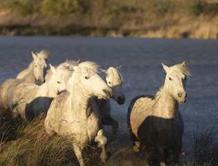 Beautiful White Horses of Camargue France