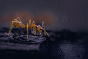 Picture concept overcome fear using the Ants walking crossing the water with dark background. Copy space