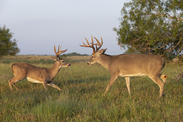 Beautiful White-tail Deer Buck in Texas