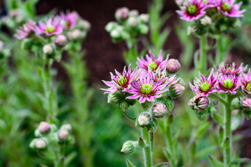 Succulents, hen and chicks plants in bloom, many flowers with pink petals and yellow centers
