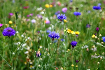 artenvielfalt  blumenwiese  insektennahrung