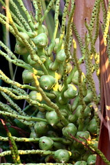 Young coconut on the palm tree, Coconut flower on plant freshness brunch