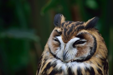 ウサギフクロウ