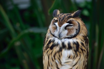 ウサギフクロウ