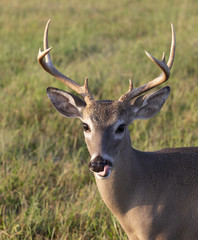 Beautiful White-tail Deer Buck in Texas