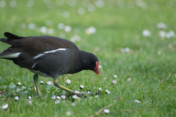 poule d'eau dans le gazon