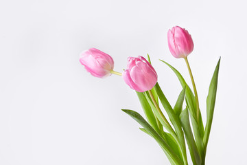 Spring flowers. Pink tulips bouquet. Space for text. White background.