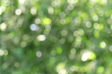 Bright bokeh tree background, Green abstract blurred light environment natural background