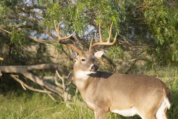 Fotobehang Beautiful White-tail Deer Buck in Texas © Dennis Donohue