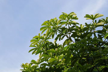 Tree leaf fresh branch on sky blue, Forest tree branch landscape green, Background tree green natural, Tree Spherical shape