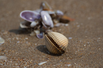 coquillages sur le sable