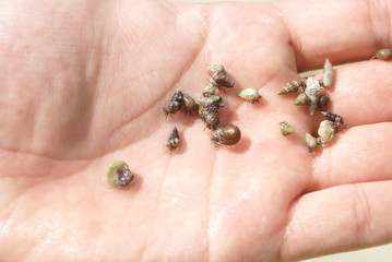 hermit crabs
