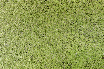 Duckweed, Green leaf Duckweed Background, Duckweed is a floating plant on the surface