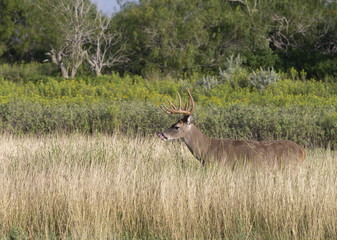 Beautiful White-tail Deer Buck in Texas