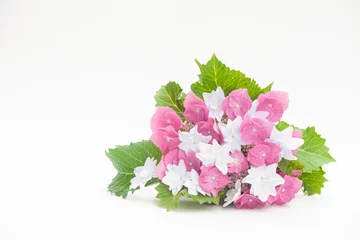 Photo sur Plexiglas Hortensia ピンクと白のアジサイ