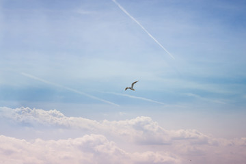 Seagull in flight. Beautiful sky, the gull flies against the background of clouds and traces from the aircraft. Journey to rest.
