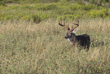 Beautiful White-tail Deer Buck in Texas