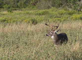 Beautiful White-tail Deer Buck in Texas