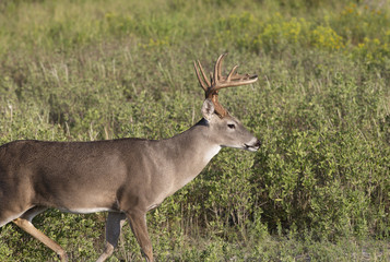 Beautiful White-tail Deer Buck in Texas