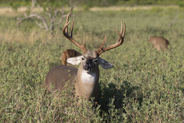 Beautiful White-tail Deer Buck in Texas