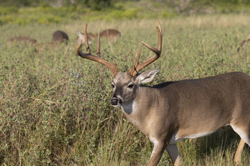 Beautiful White-tail Deer Buck in Texas