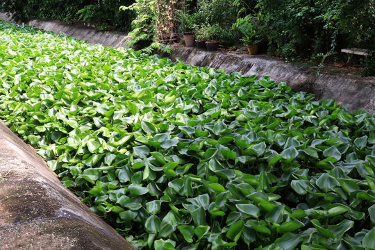 water hyacinth, many water hyacinth canal in river village