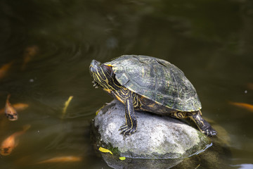 Fototapeta premium Turtle sunbathing on rock in the middle of a pond, close up