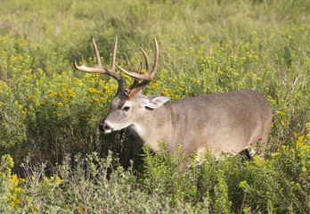 Beautiful White-tail Deer Buck in Texas
