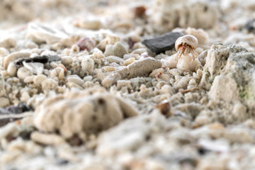 hermit crab walking on the beach