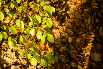 Green leafs on background of brown dry leafs in forest