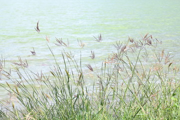 grass flower morning bright at river, grass nature and lake surface water landscape view lake sunlight soft