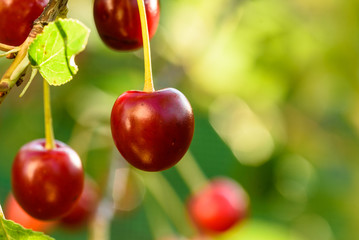 Sweet red cherry on a tree closeup