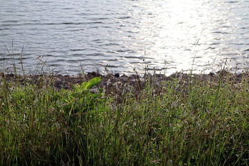 Grass flower, Grass and Surface water in lake or river landscape background sunlight morning day time and sunlight