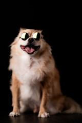 cute dog chihuahua with brown hair wear round sun glasses on black background