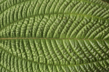 texture green