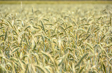 Weizen in der Unschärfe