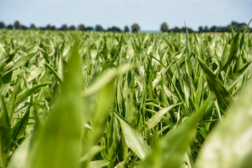 Gemüse Feld im Sommer