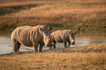 Rhinocéros avec bébé
