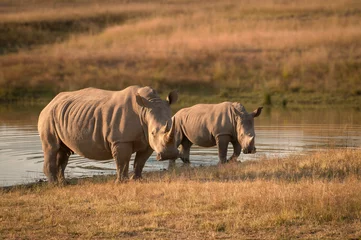 Crédence de cuisine en verre imprimé Rhinocéros Rhinocéros avec bébé