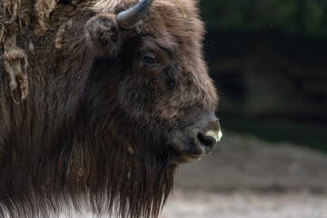 Obraz premium Wisent